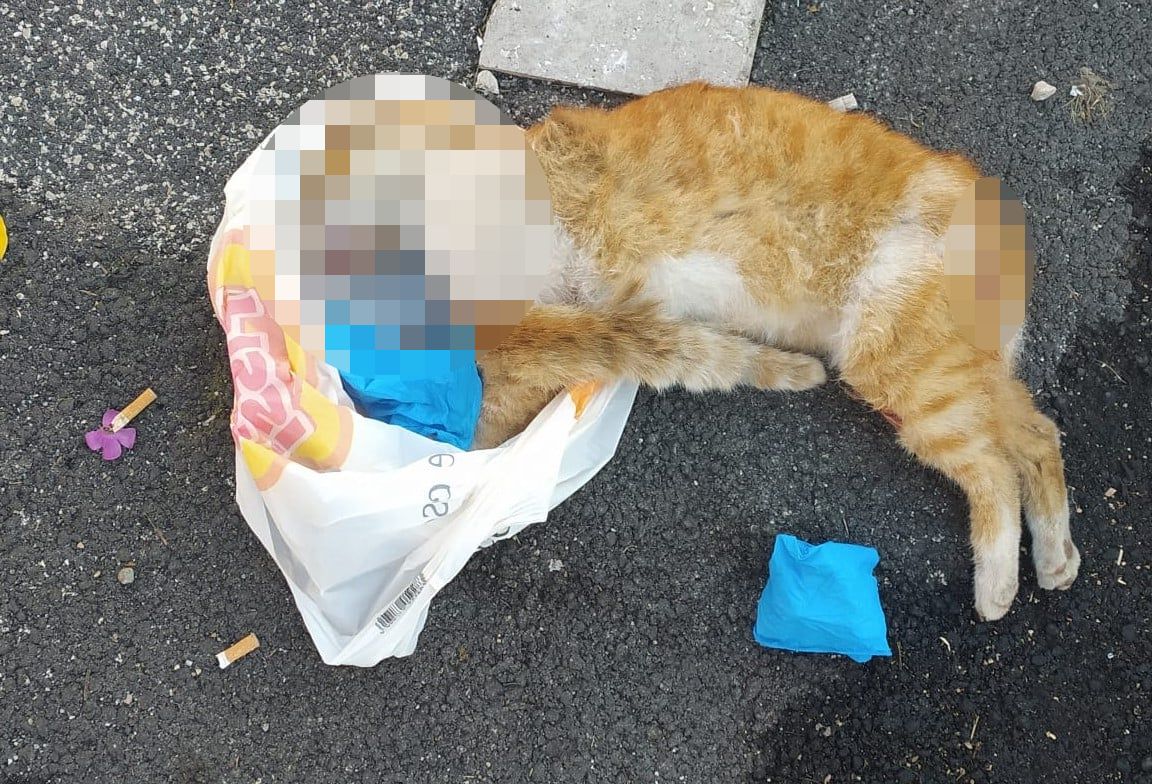 Gatto ucciso a Roma est