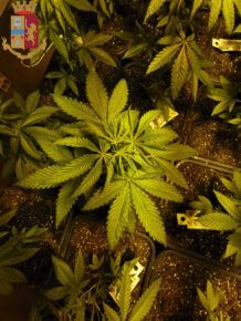Marijuana