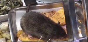 topo nell'alimentari sul cibo