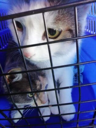 Ladispoli, due gatti abbandonati dentro la valigia: l’appello per risalire al colpevole Ladispoli, due gatti abbandonati dentro la valigia: l’appello per risalire al colpevole