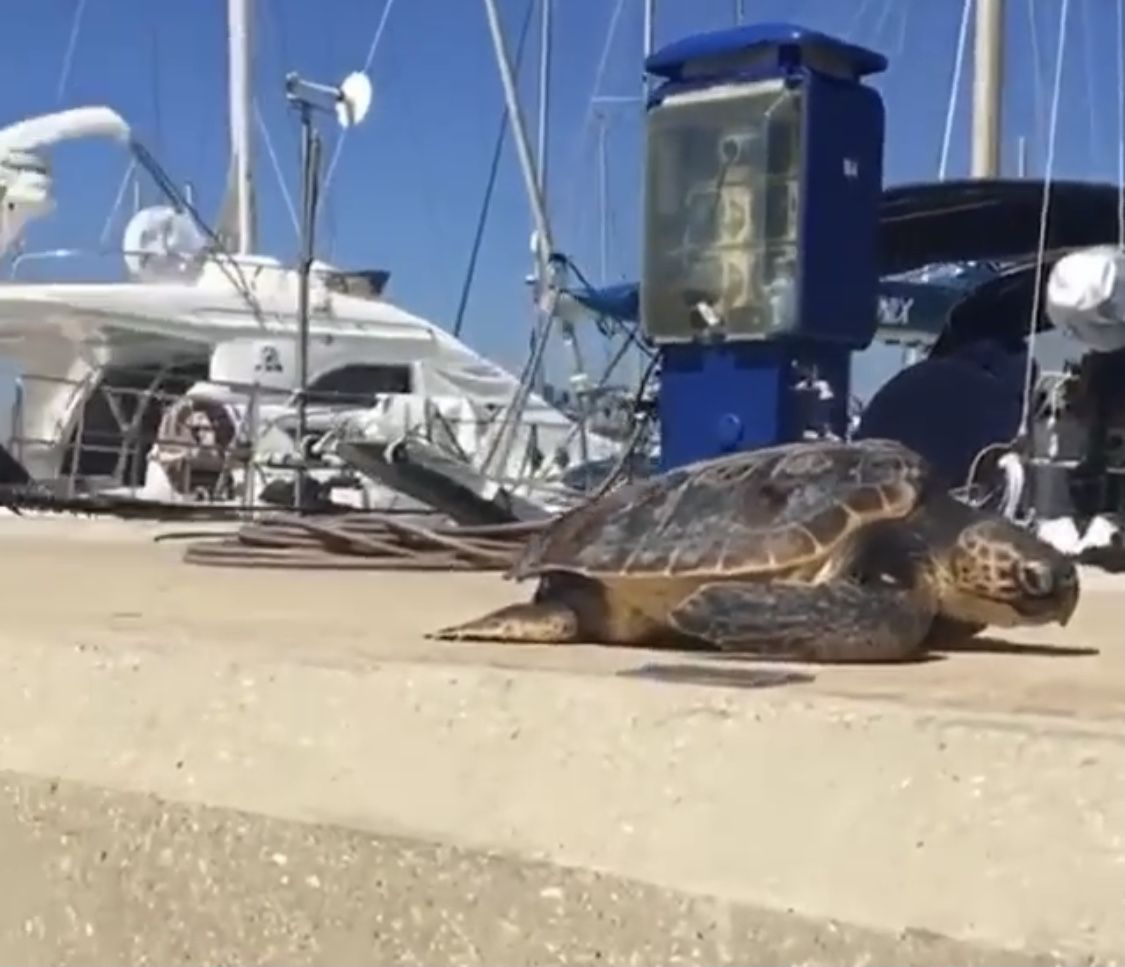 ostia tartaruga morta