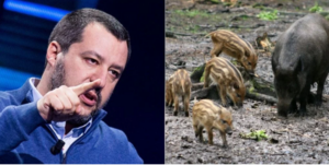 salvini cinghiali