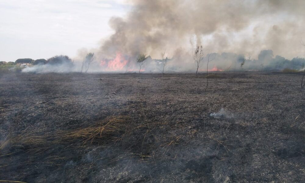 Enorme Incendio A Ostia Colonna Di Fumo Nero Minaccia Le Abitazioni