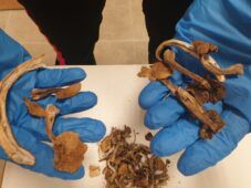 PROVINCIALE - I funghi allucinogeni sequestrati dai Carabinieri