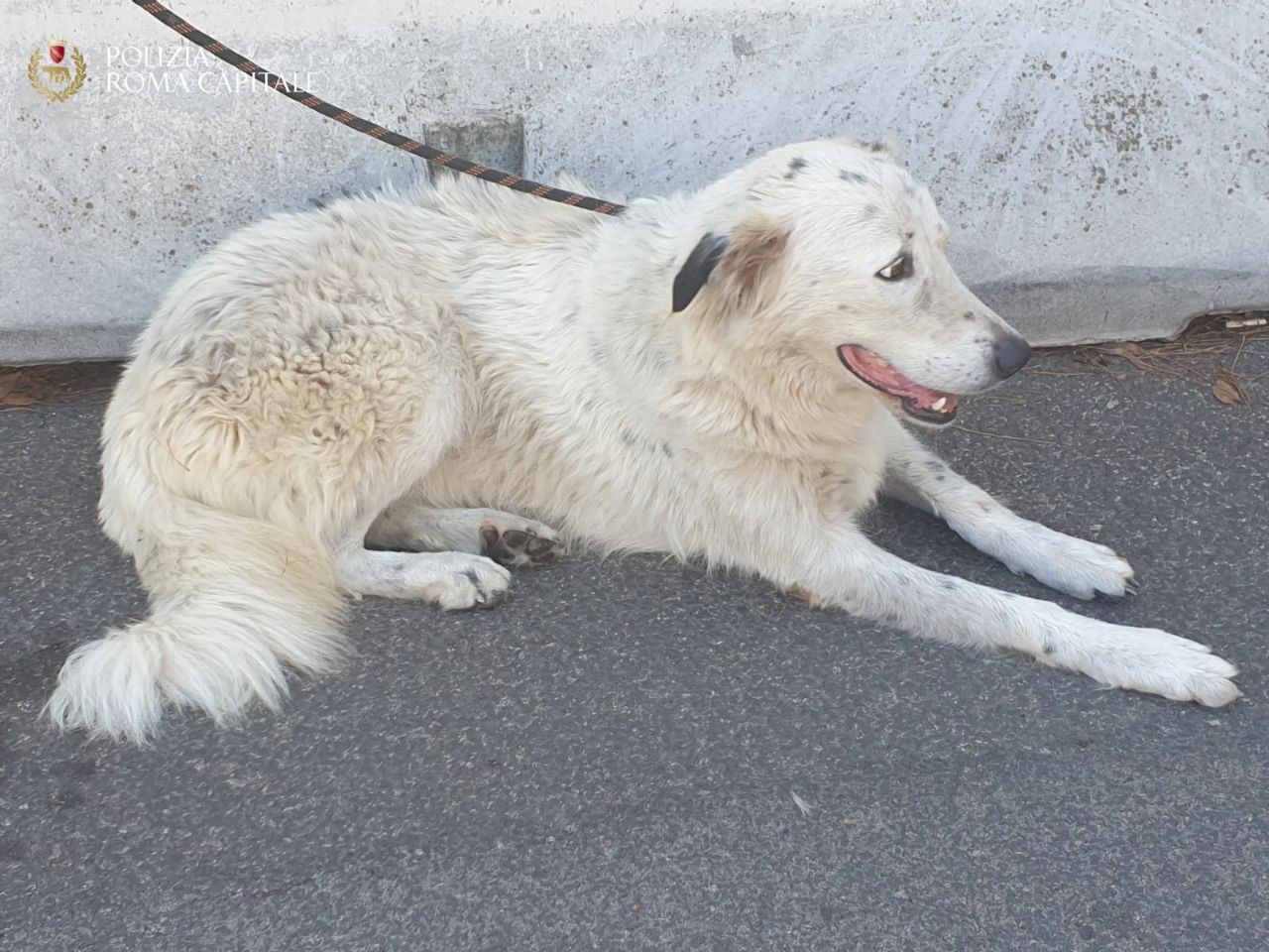 cane salvato dalla Polizia Locale