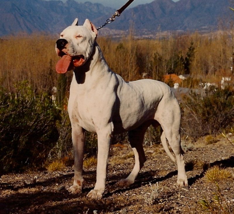 Aggressione Porte di Roma, villanova di Guidonia dogo argentino