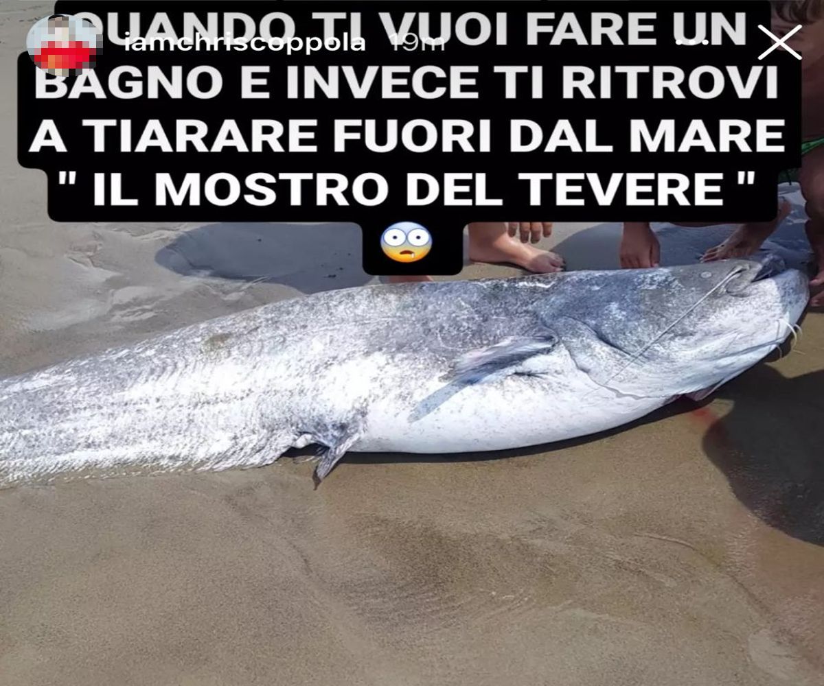 pesce morto torvaianica