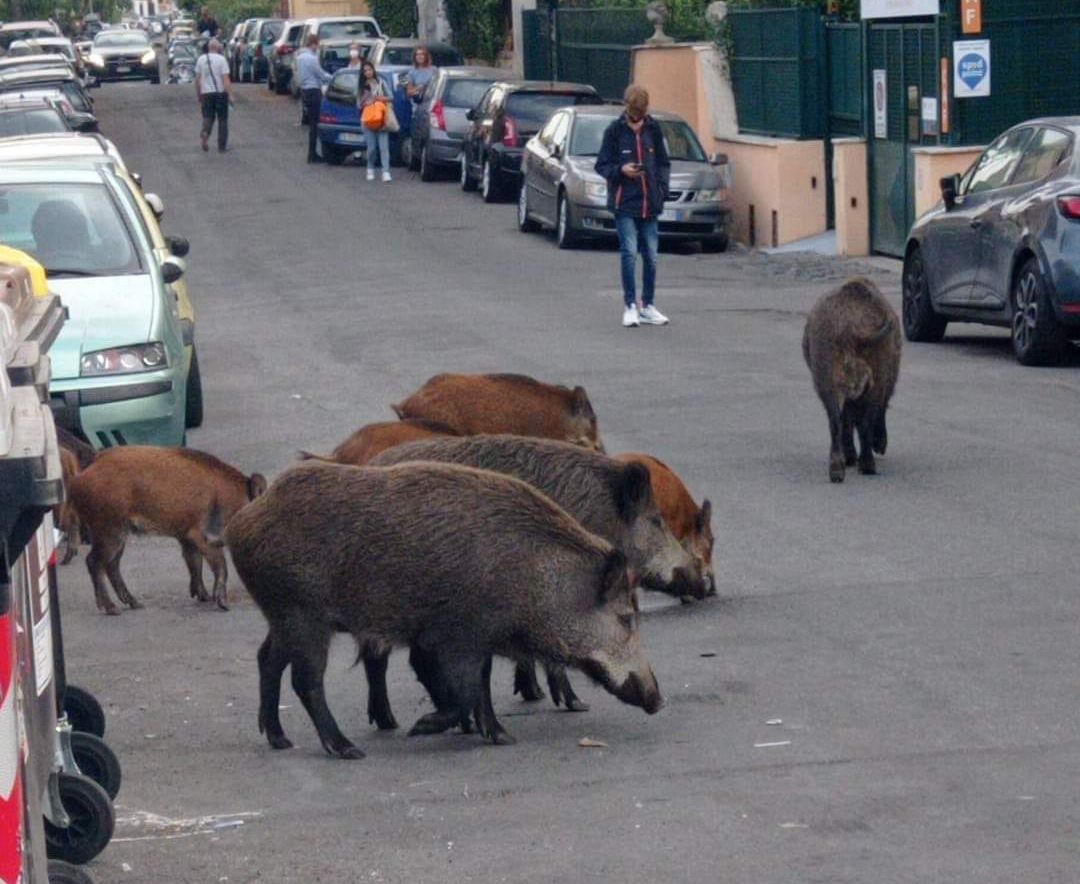 Cinghiali che passeggiano in strada a Roma