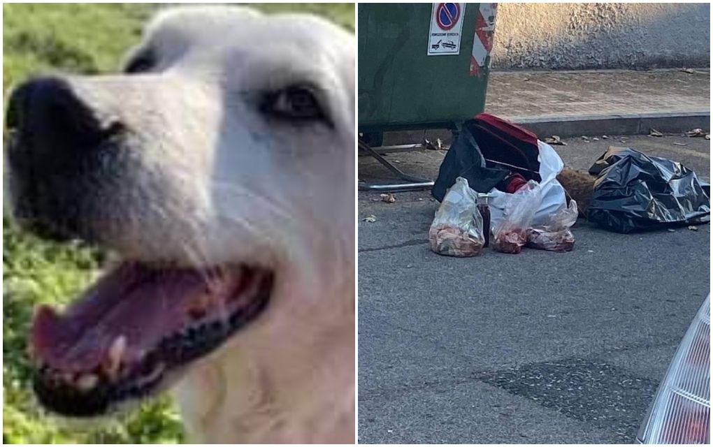 cane-fatto-a-pezzi-cecina