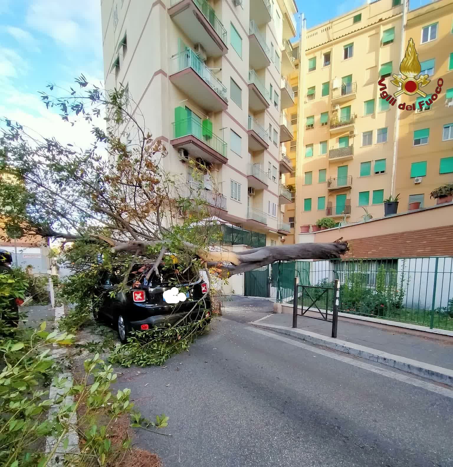 albero su auto crolalto