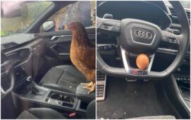 gallina-prigioniera-audi-cerveteri