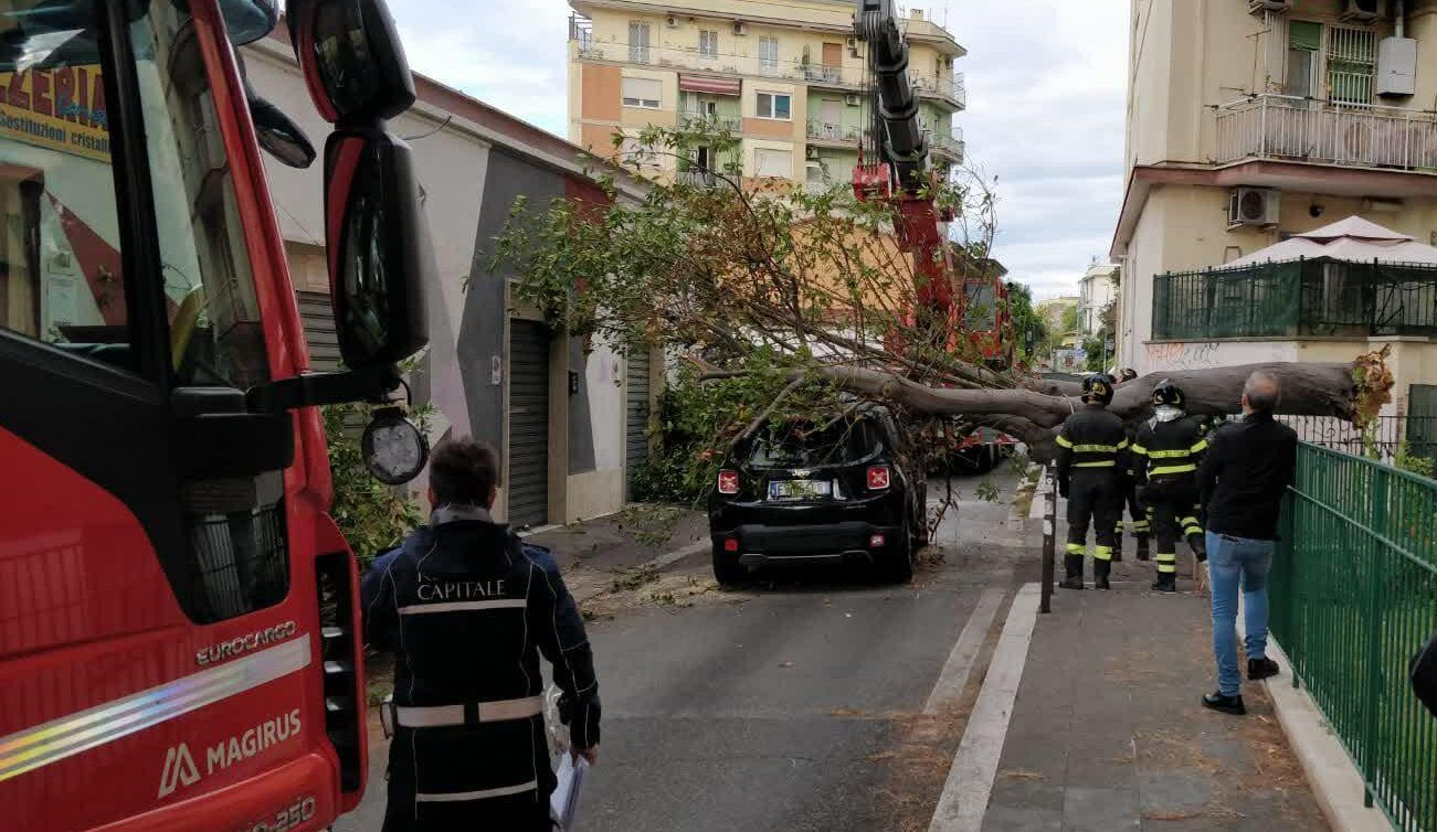 pigneto crollo albero su auto