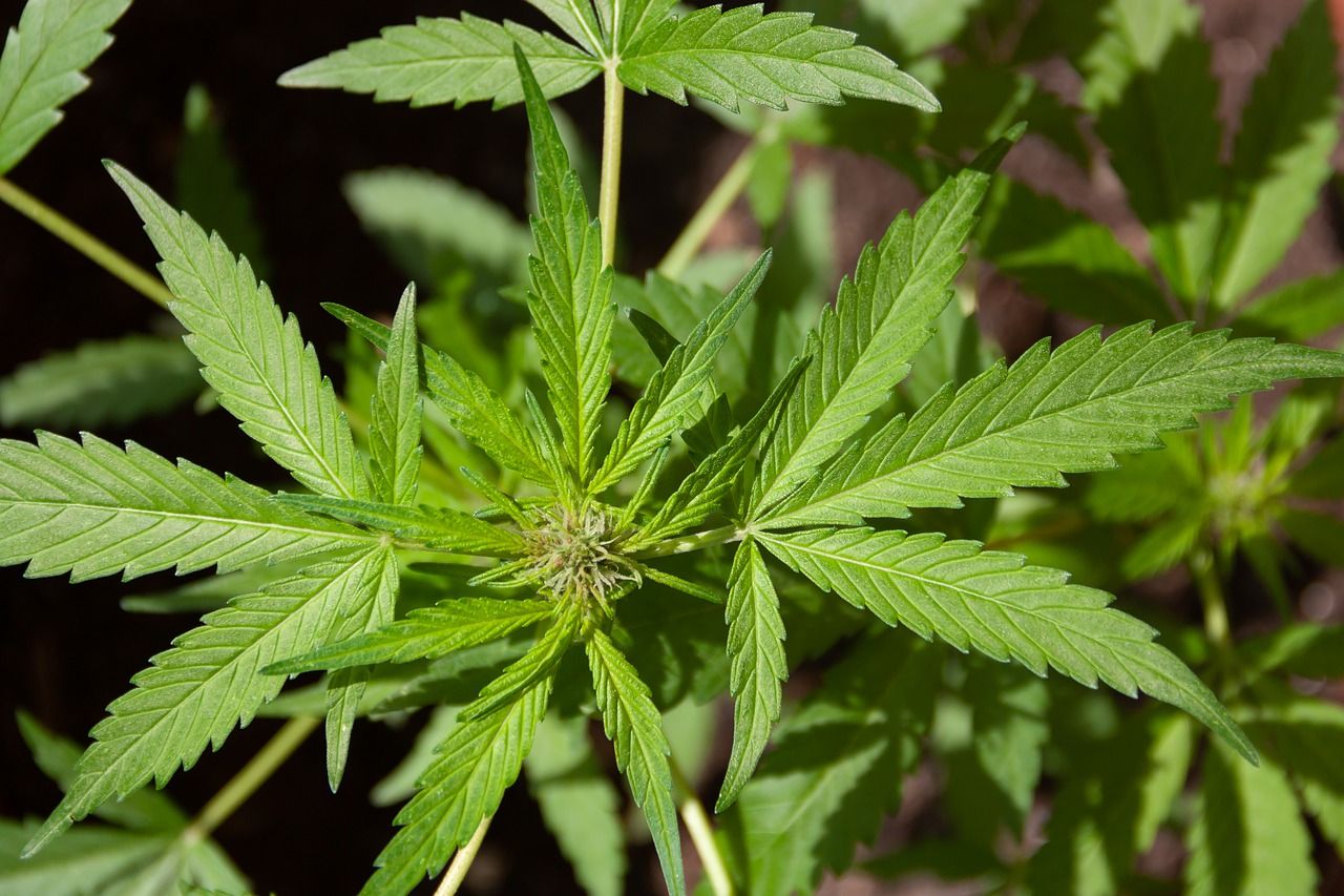 Semplice guida per l'acquisto dei semi di cannabis - Picchio News - Il  giornale tra la gente per la gente