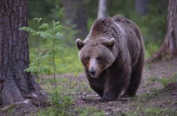 orso in terrazza a pescosolido