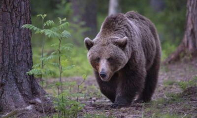 orso in terrazza a pescosolido