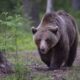 orso in terrazza a pescosolido