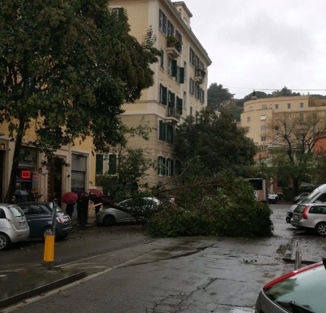 albero-caduto-trastevere