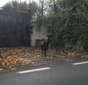 caprone-monterotondo