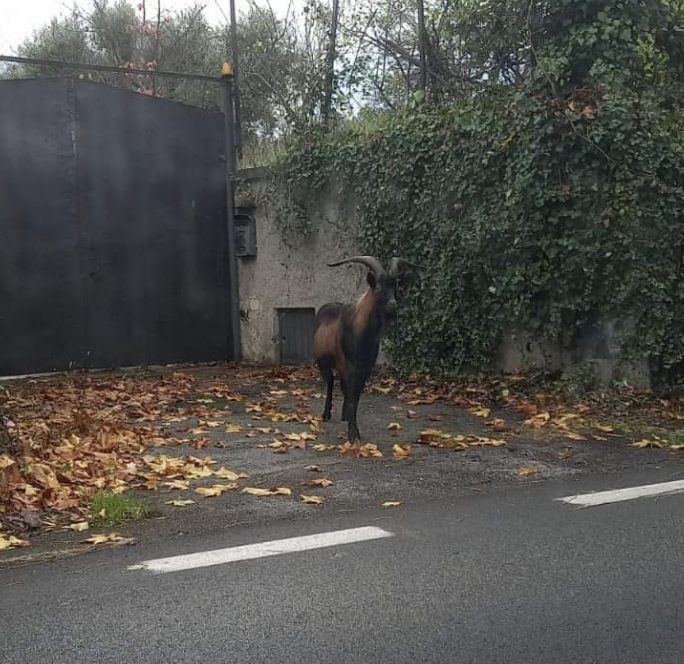 caprone-monterotondo