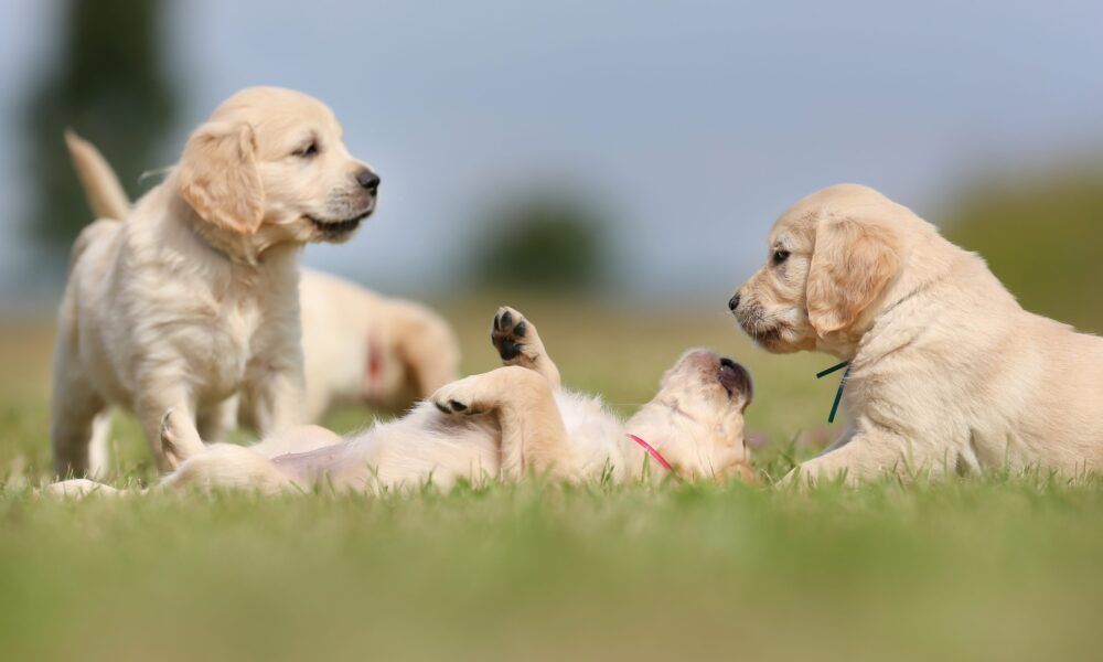 Cuccioli di cane