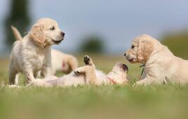 Cuccioli di cane