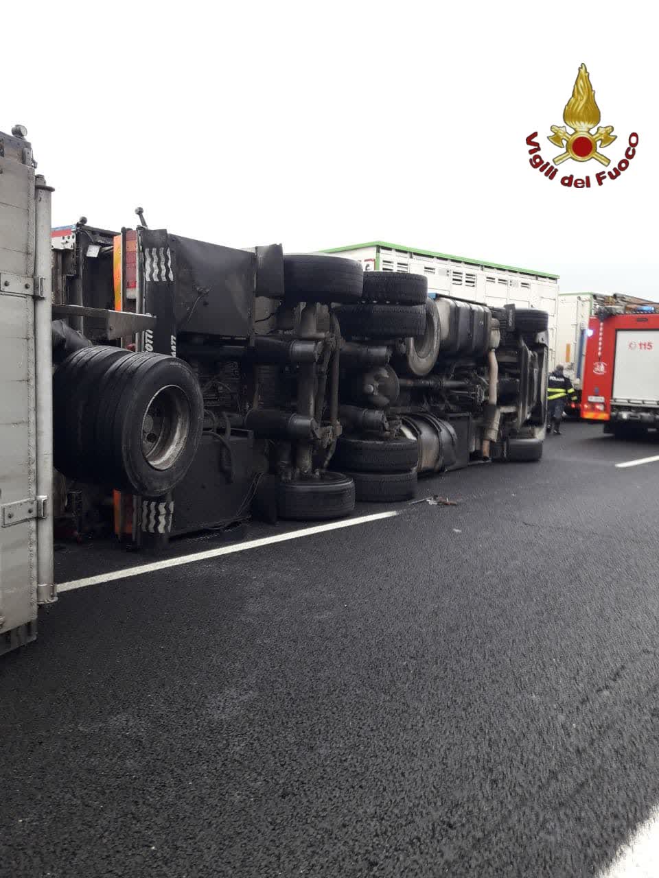 Camion si ribalta in autostrada: è strage di animali. Trasportava decine di mucche da latte