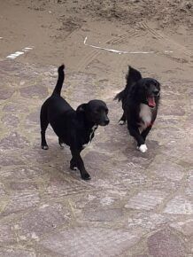 cagnolini Torvaianica