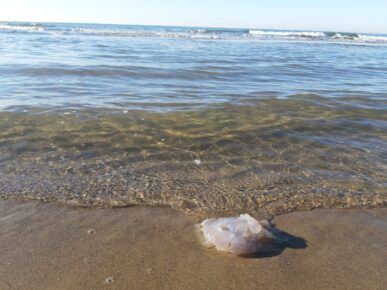 Giallo a Torvaianica, incredibile moria di meduse: le carcasse invadono la spiaggia (FOTO)