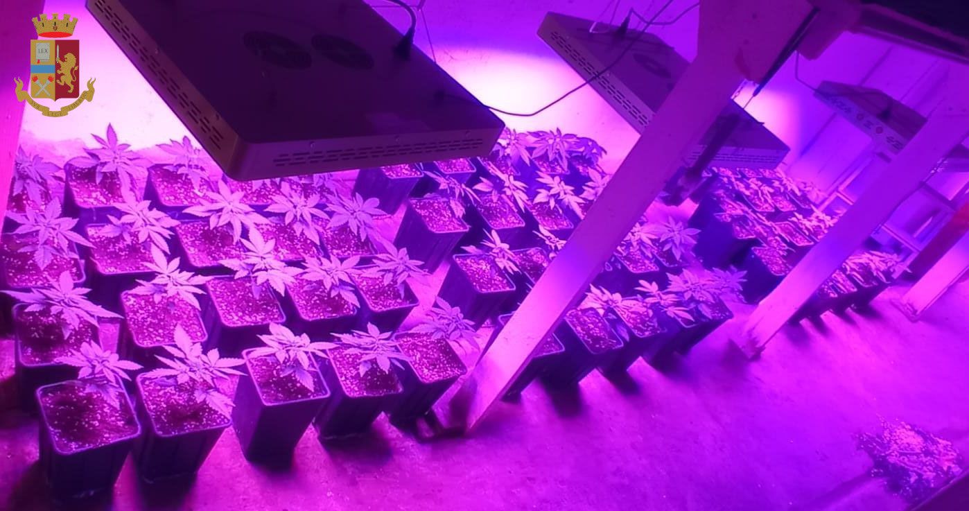coltivazione serra marijuana