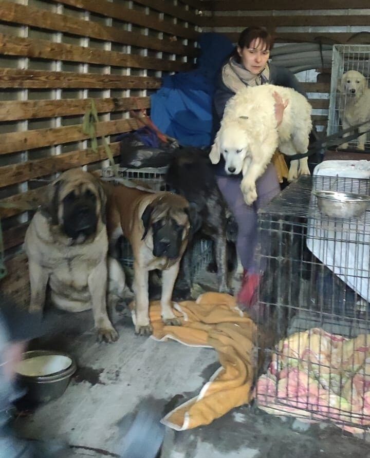 cani dall'Ucraina all'Italia grazie all'Enpa