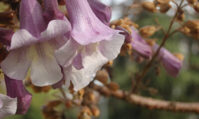 equinozio di primavera