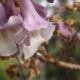equinozio di primavera