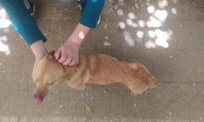 veterinari, bando da vergogna al comune di roma