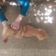 veterinari, bando da vergogna al comune di roma