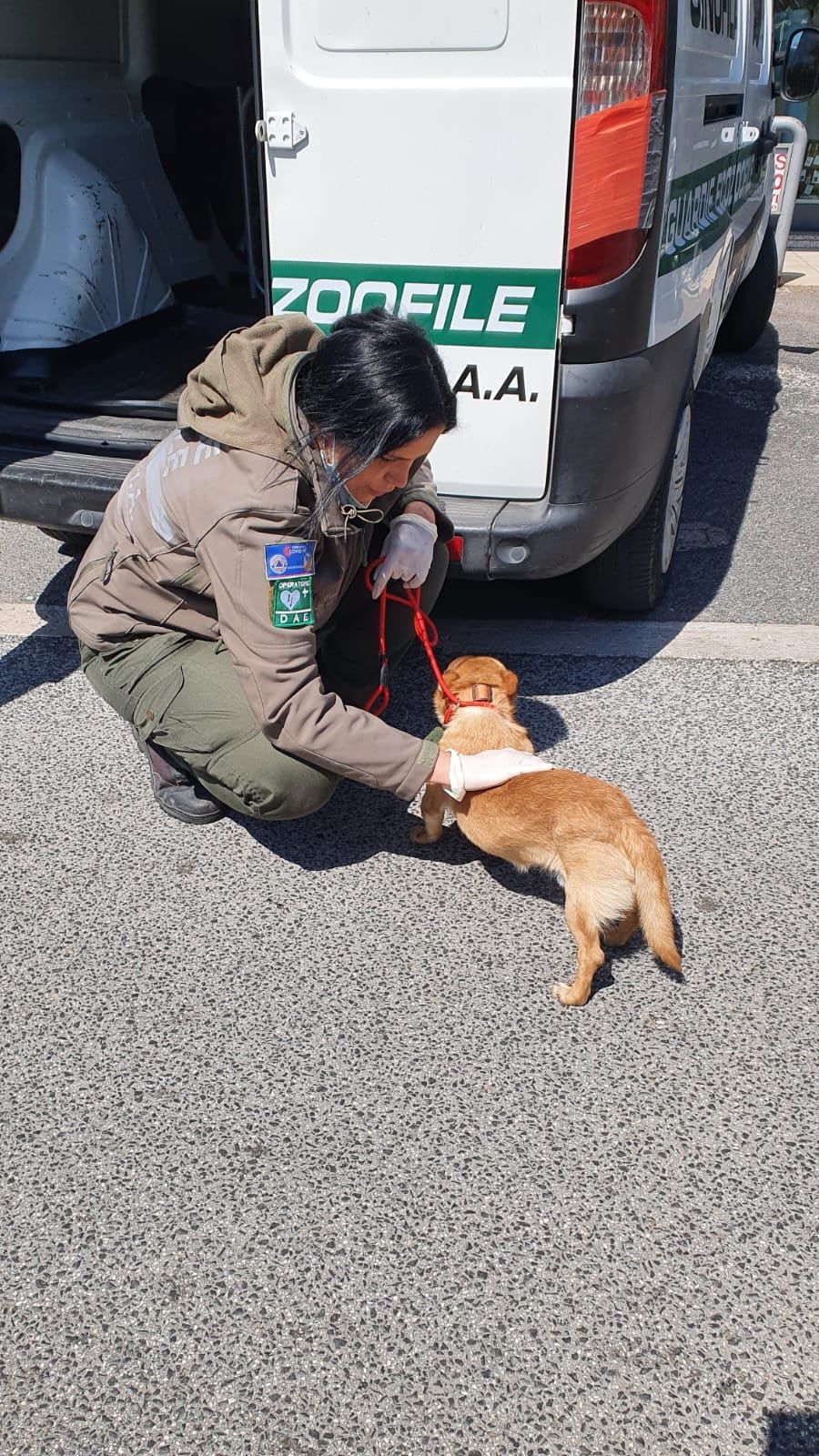 cane maltrattato a roma