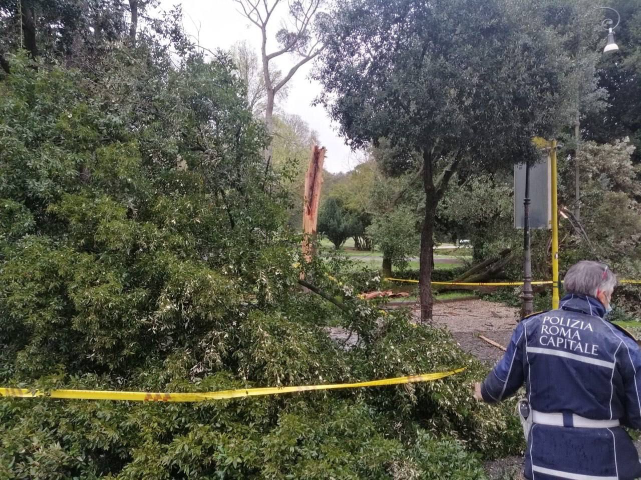 albero caduto villa borghese
