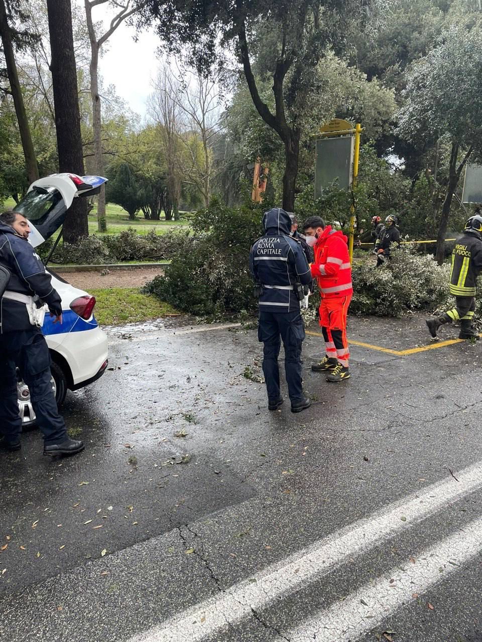 albero caduto villa borghese