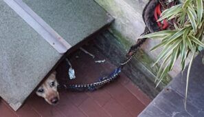 cane maltrattato a roma