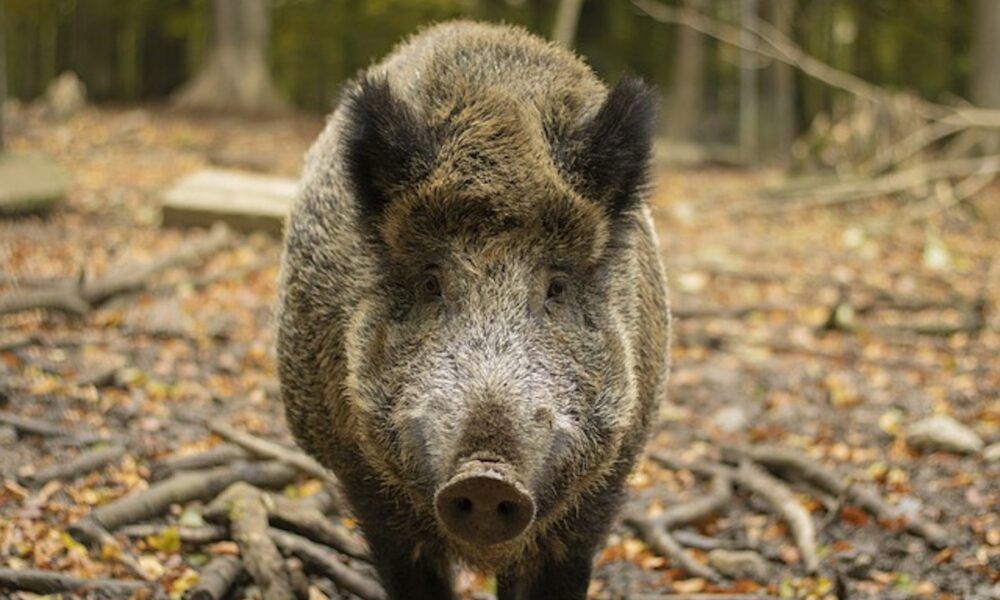 Cinghiale catturato e allontanata da un parchetto vicino Corso Francia