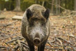 Cinghiale catturato e allontanata da un parchetto vicino Corso Francia