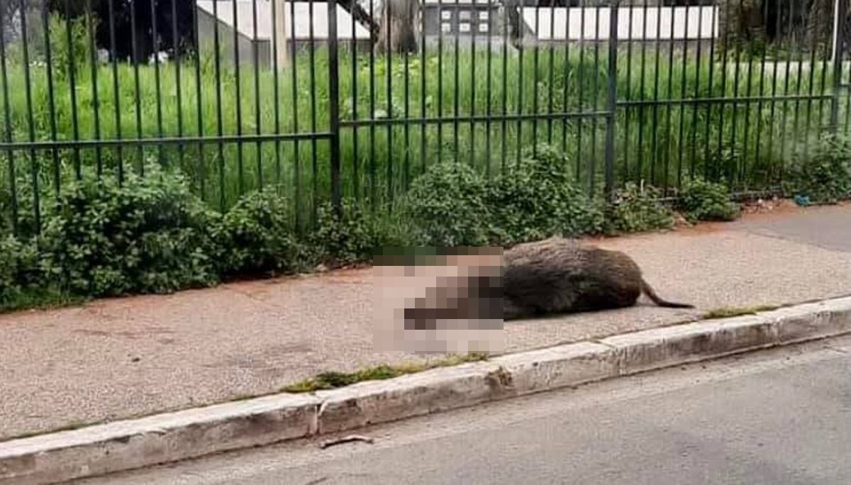 Cinghiale morto su marciapiede