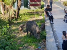 Cinghiali nei pressi della metro Valle Aurelia