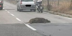 Incidente auto contro cinghiale sulla litoranea