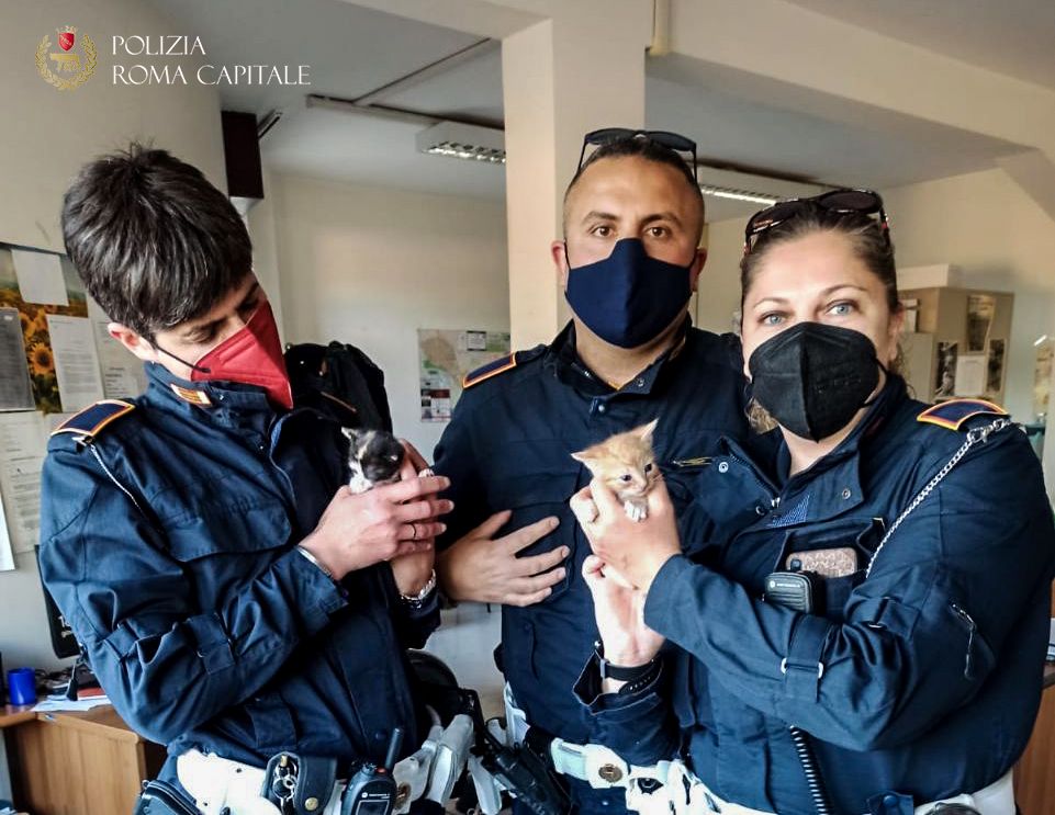 I gattini salvati dalla Polizia Locale a Roma
