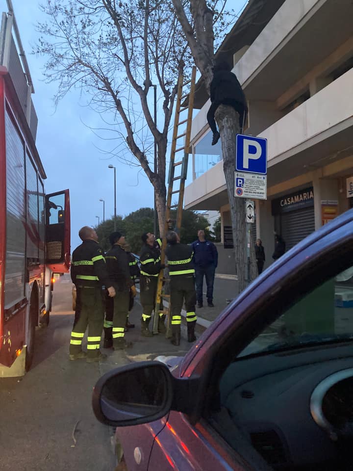 salvataggio gatto a Torvaianica