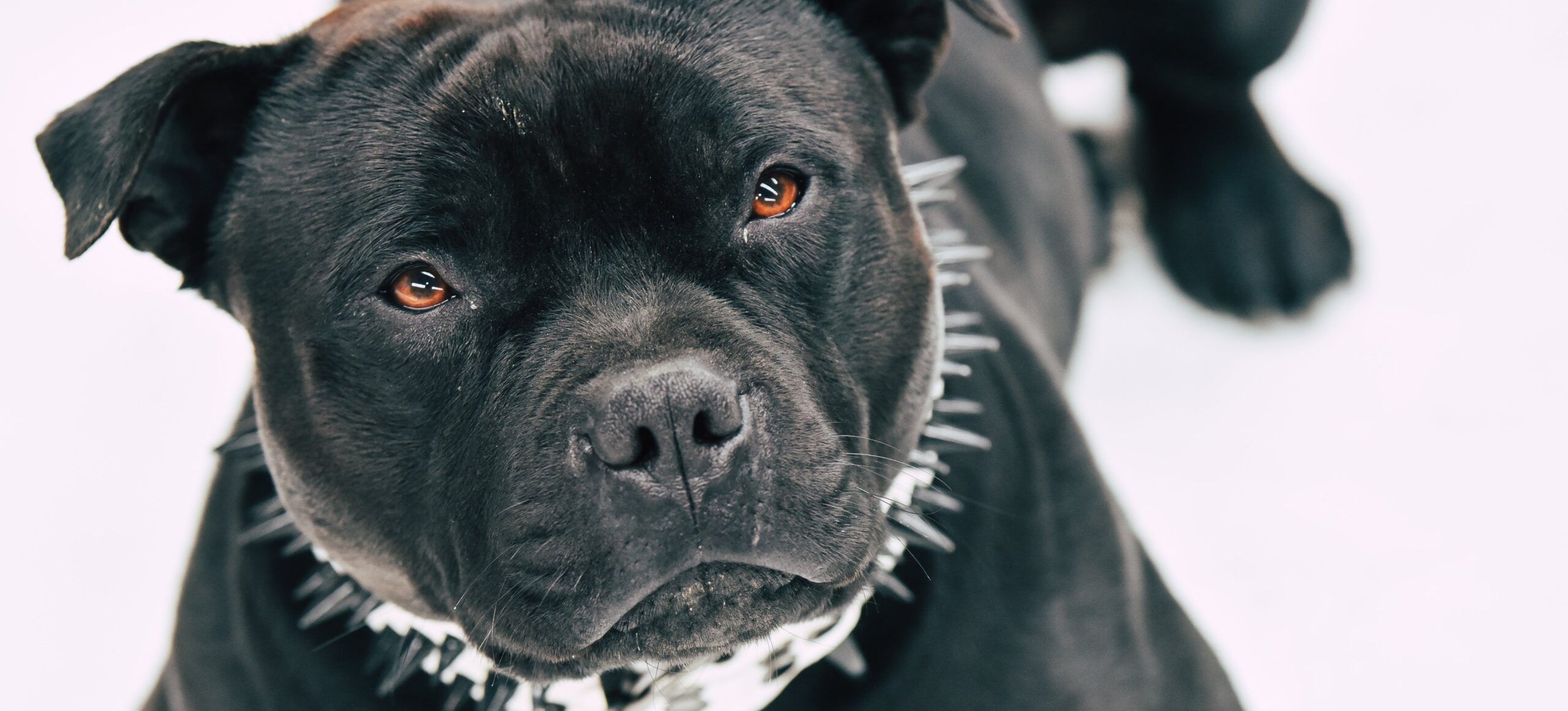 Pitbull aggredisce uomo e agenti di Polizia a Roma