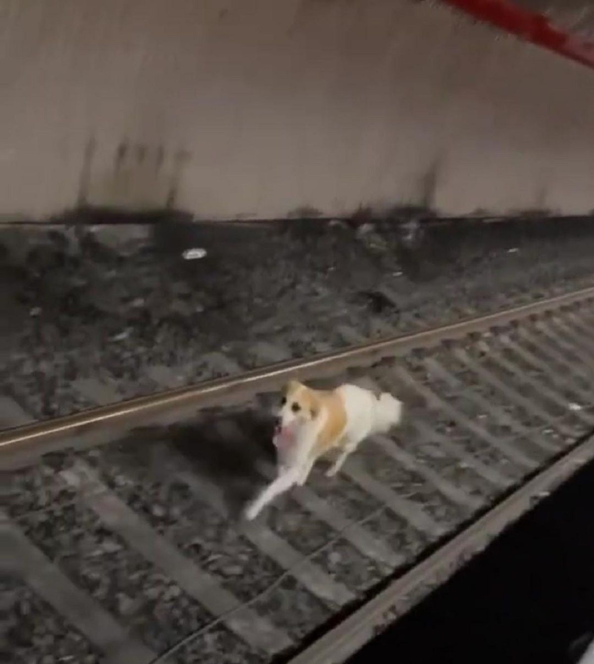 Cane finisce sui binari della metro A