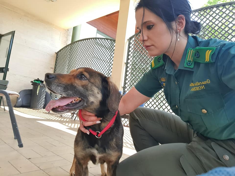 Cane perennemente senza cibo