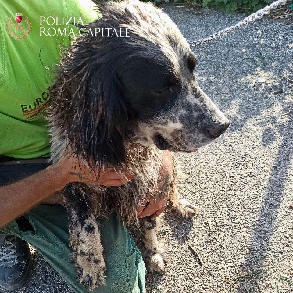 Cane salvato dalla Polizia Locale