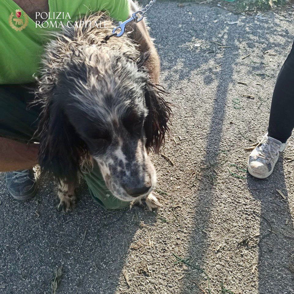 Cane salvato dalla Polizia Locale